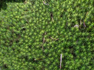 PXL_20210415_085259286