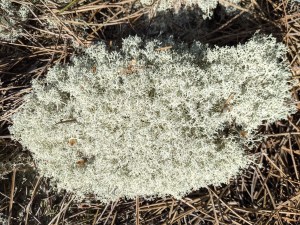 PXL_20210403_090959048