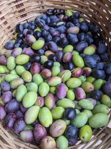 PXL_20201126_142724649