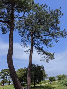 PXL_20210524_105840395