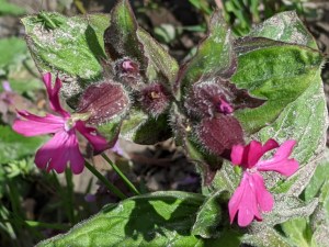 PXL_20210513_155217588