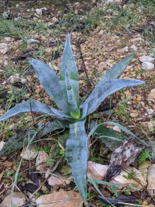 PXL_20201221_100424552