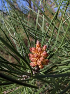 PXL_20210403_092416628