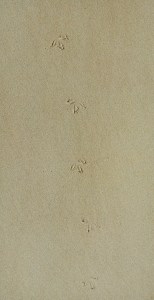 IMG_20200315_203510_399