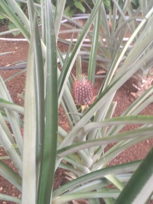 IMG_20200304_140850_BURST2