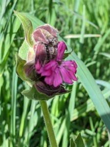 PXL_20210513_155302098