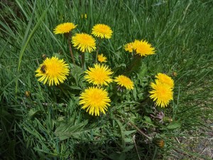 PXL_20210513_114755442