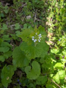 PXL_20210415_144701200