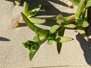 PXL_20201226_141625570