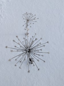 PXL_20201230_091518745