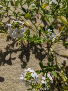 PXL_20210605_080713129