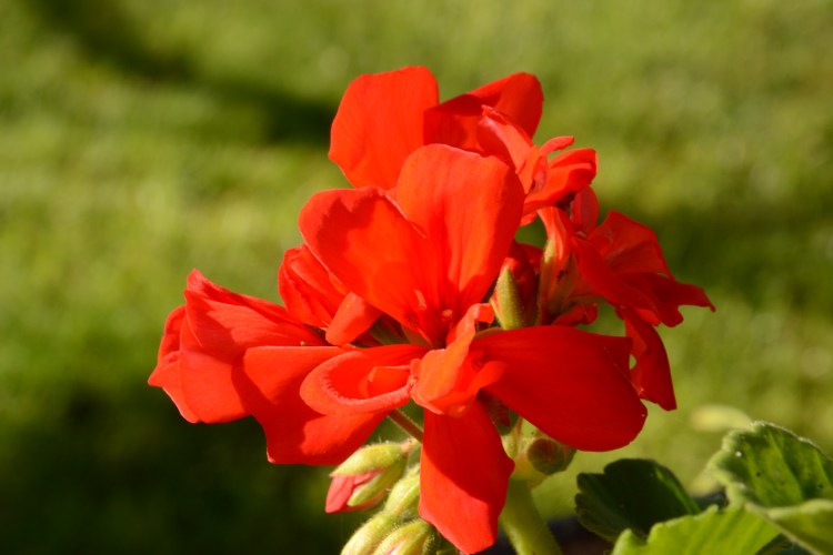 COMMENT UN JEUNE HOMME RENDRA-T-IL PURE SA VOIE ? – Bible pour les jeunes