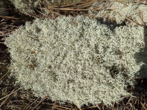 PXL_20210403_090933137