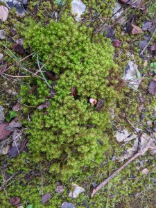 PXL_20201221_100536024