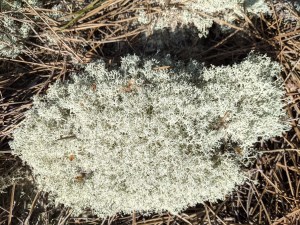 PXL_20210403_090954819