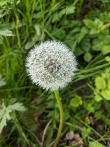 PXL_20210408_164414785