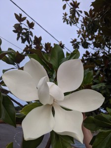 PXL_20210618_193717338