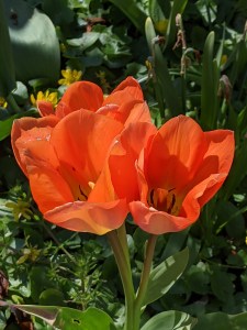 PXL_20210413_120911134