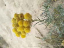 IMG_20191005_162441_BURST1